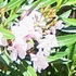 Pale Pink Oleander