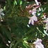 Pale Pink Oleander
